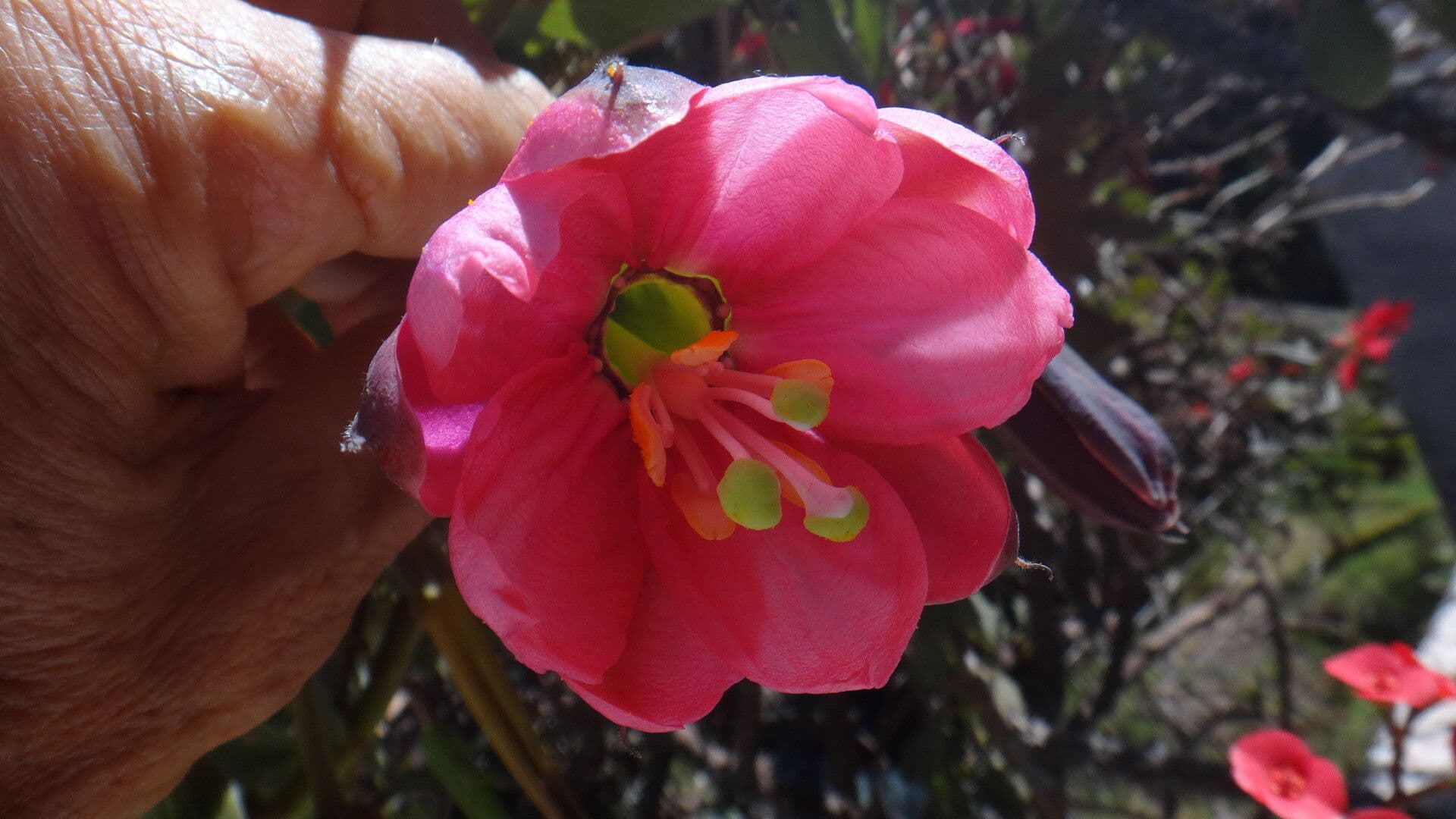 Passiflora mixta 3
