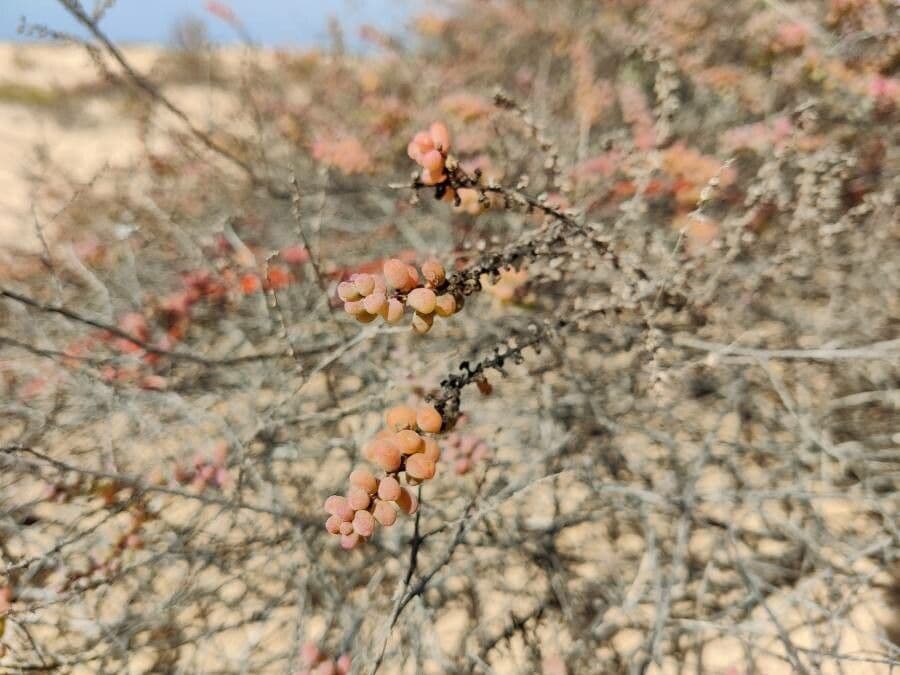 Suaeda vermiculata 12