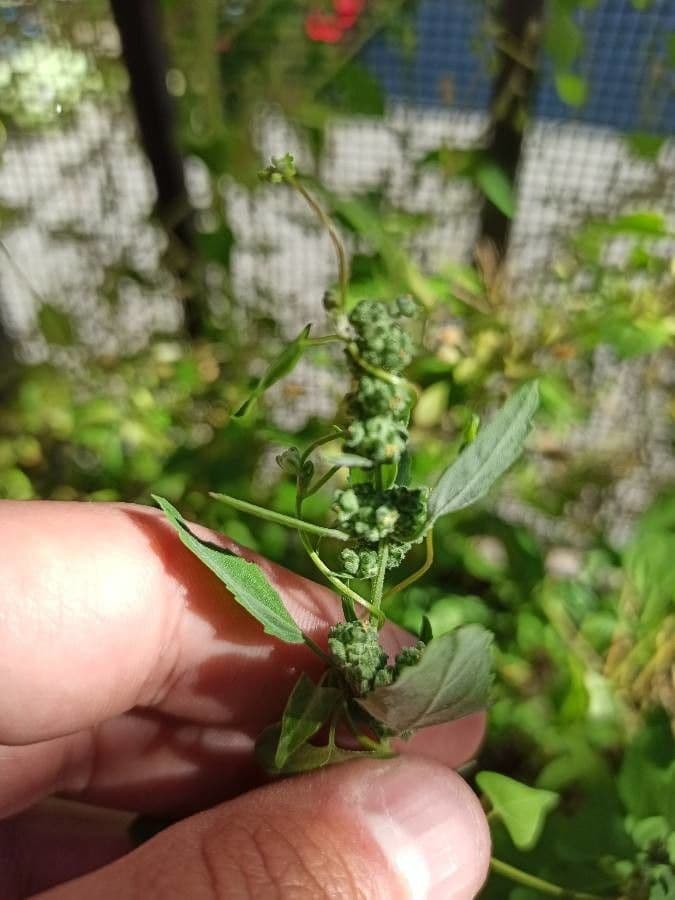 Quinoa 25