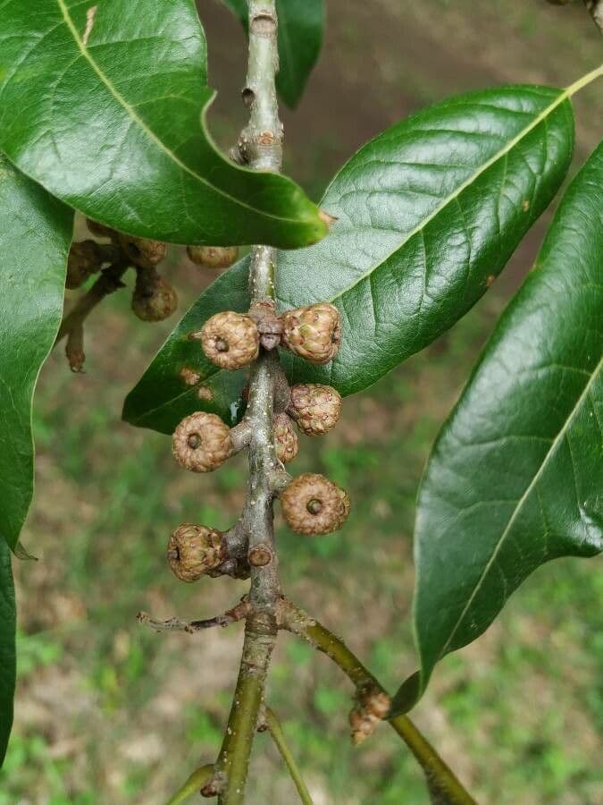 Roble teja 5
