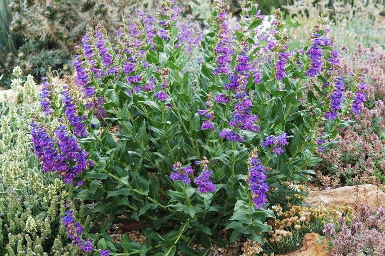 Penstemon 8