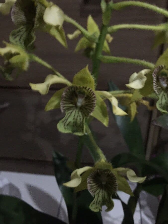 Dendrobium 4