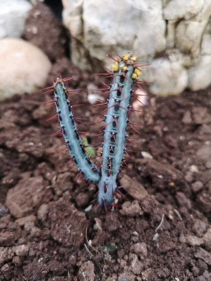 Euforbia verdastra 19
