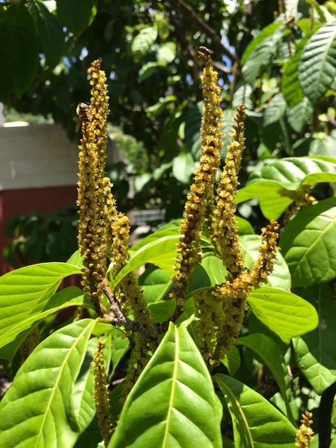 Coccoloba 3