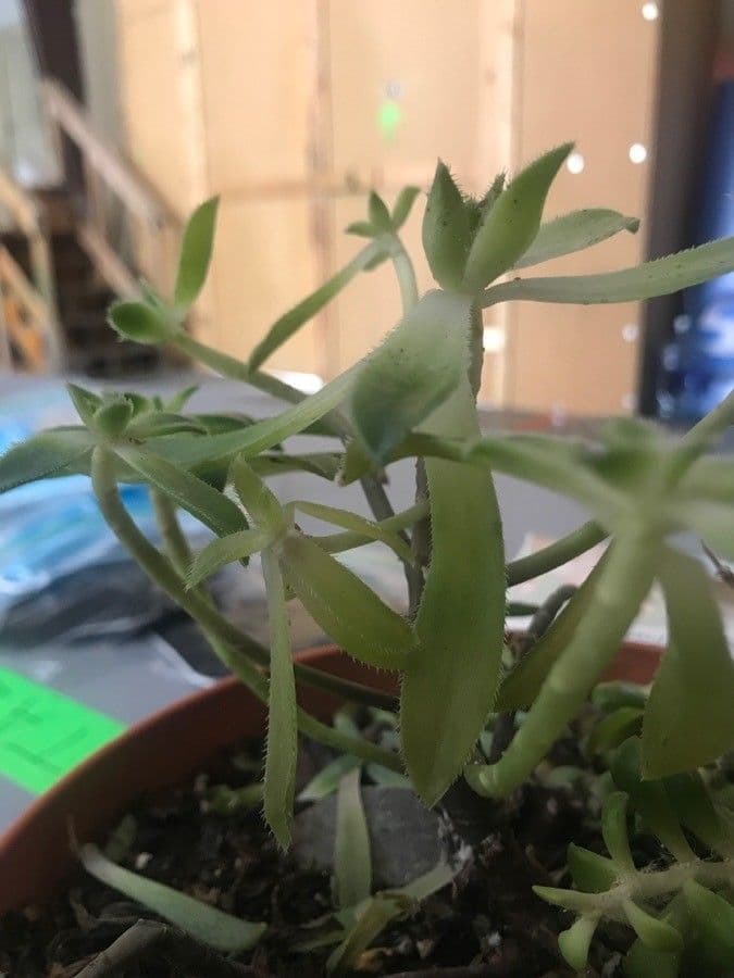 Aeonium simsii 9