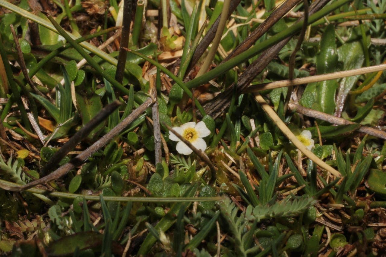 Ourisia 10