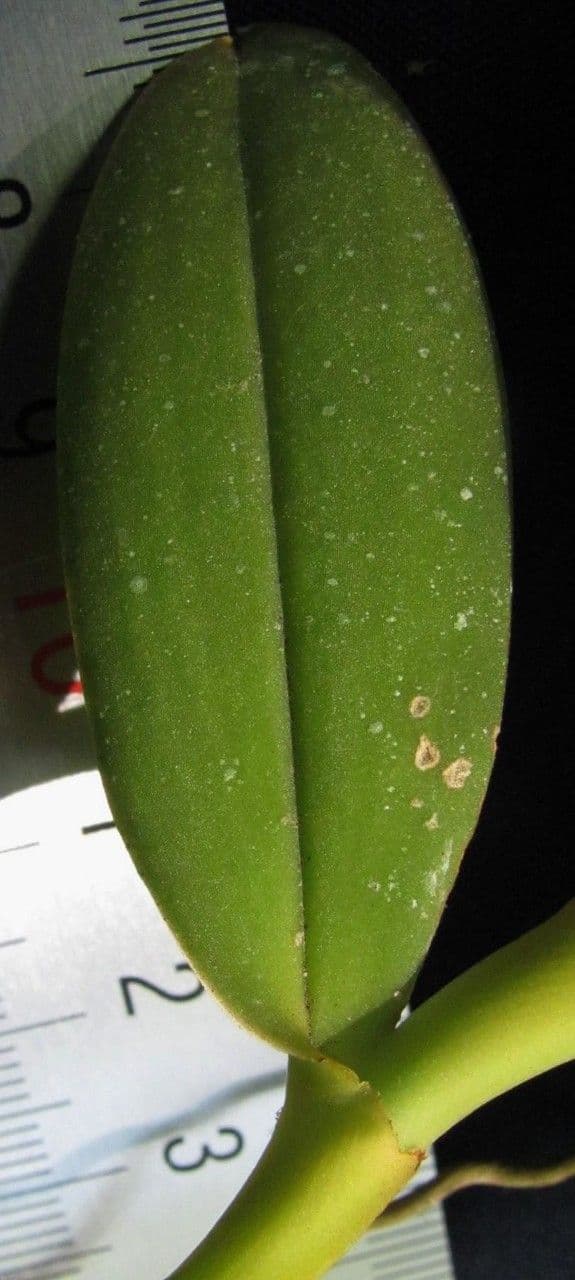 Orchidea 11