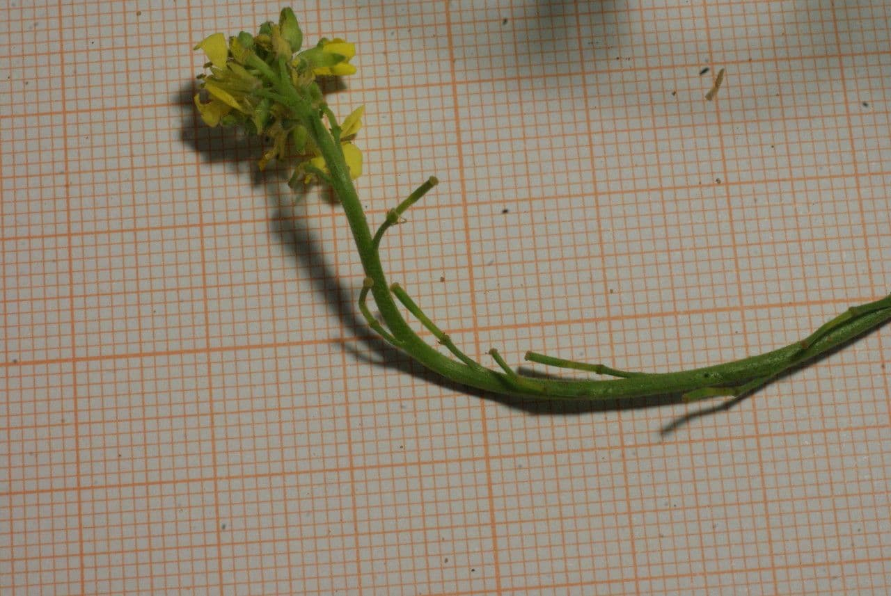 Senape ruca 8
