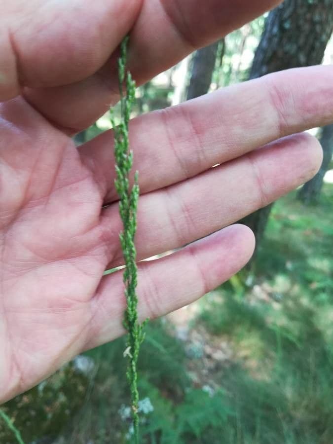 Festuca indigesta 2
