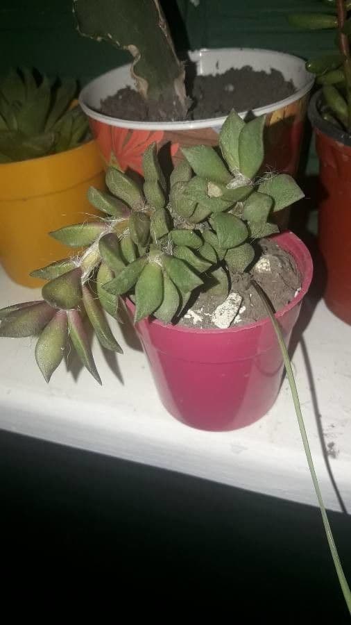 Anacampseros 6
