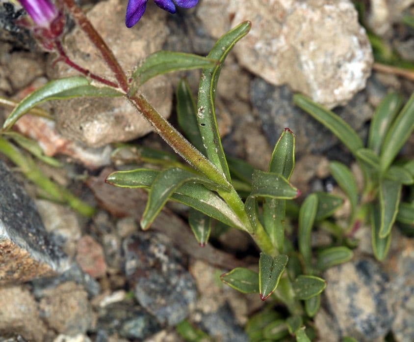Penstemon 12