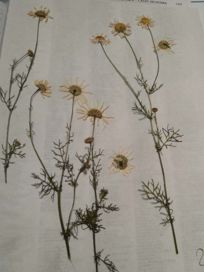 Camomilla romana 30