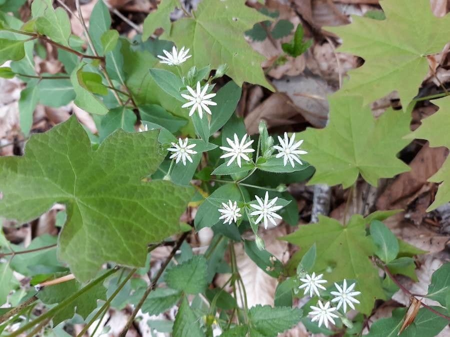 Stellaria pubescente 3