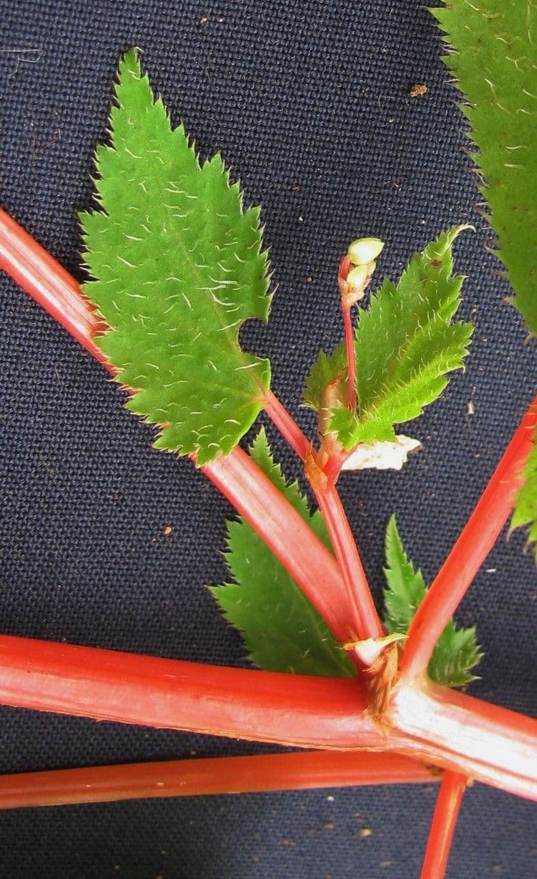 Begonia 9