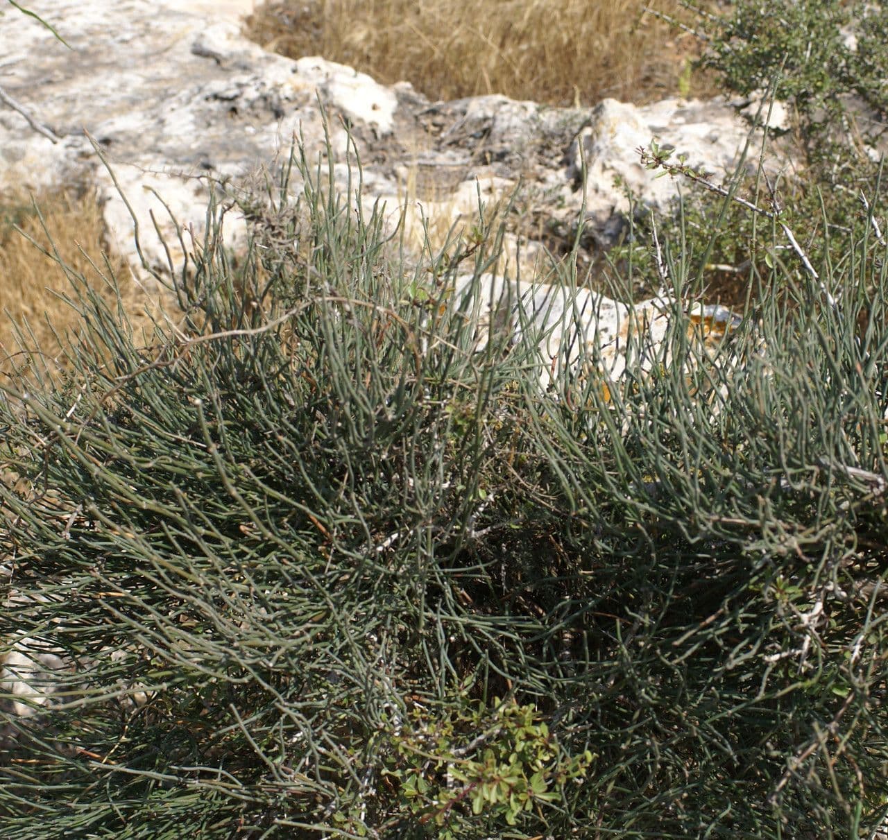 Efedra 6
