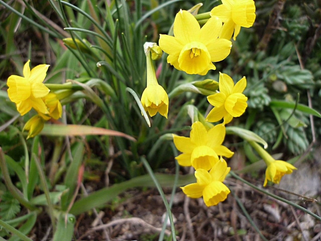 Narciso 7