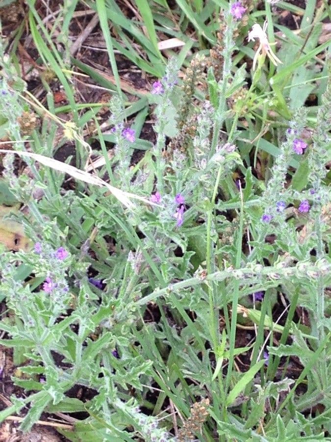 Verbena grigia 2