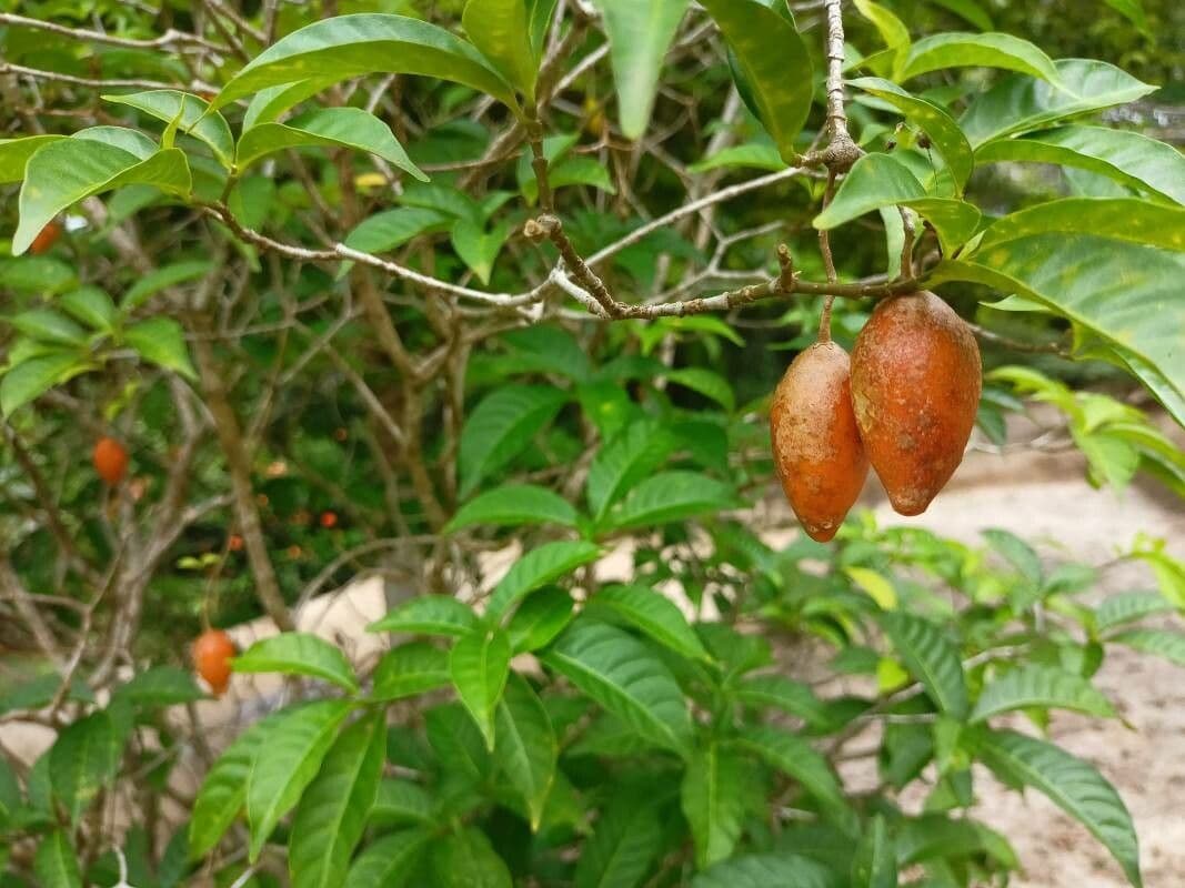 Iboga 4