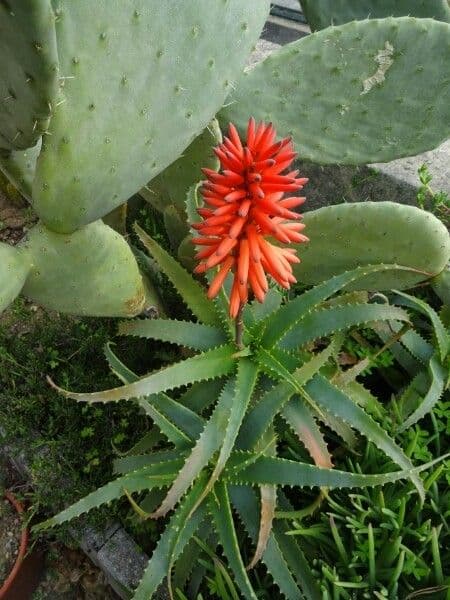 Baum-Aloe 9