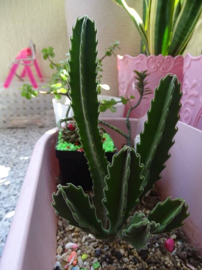 Stapelia gigantea 27