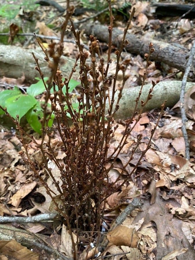 Epifagus virginiana 19