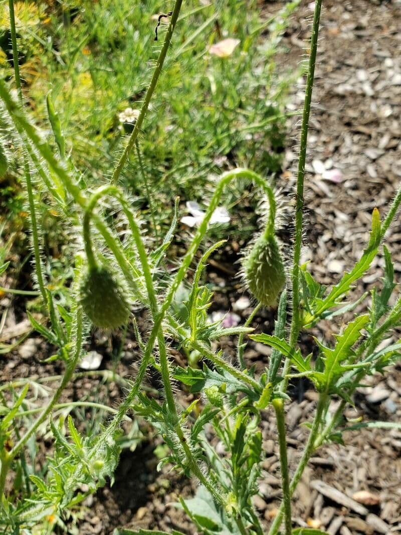 Arktischer Mohn 3