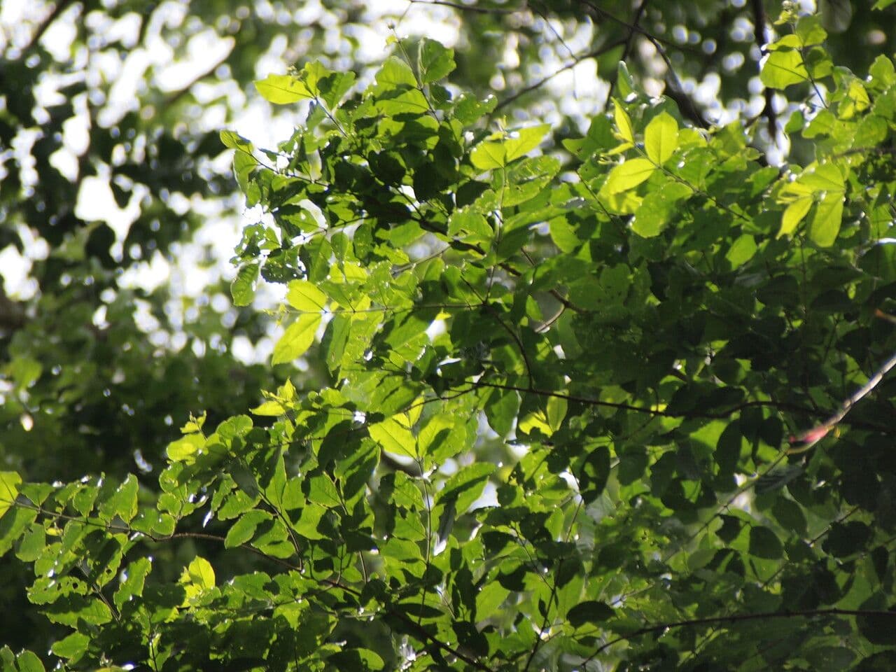 Combretum 2