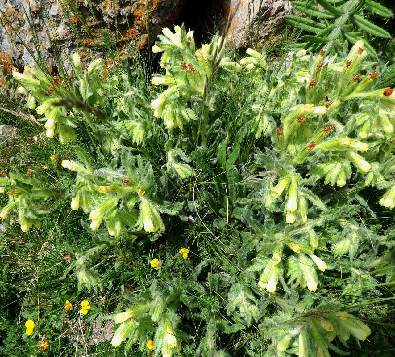 Onosma 15