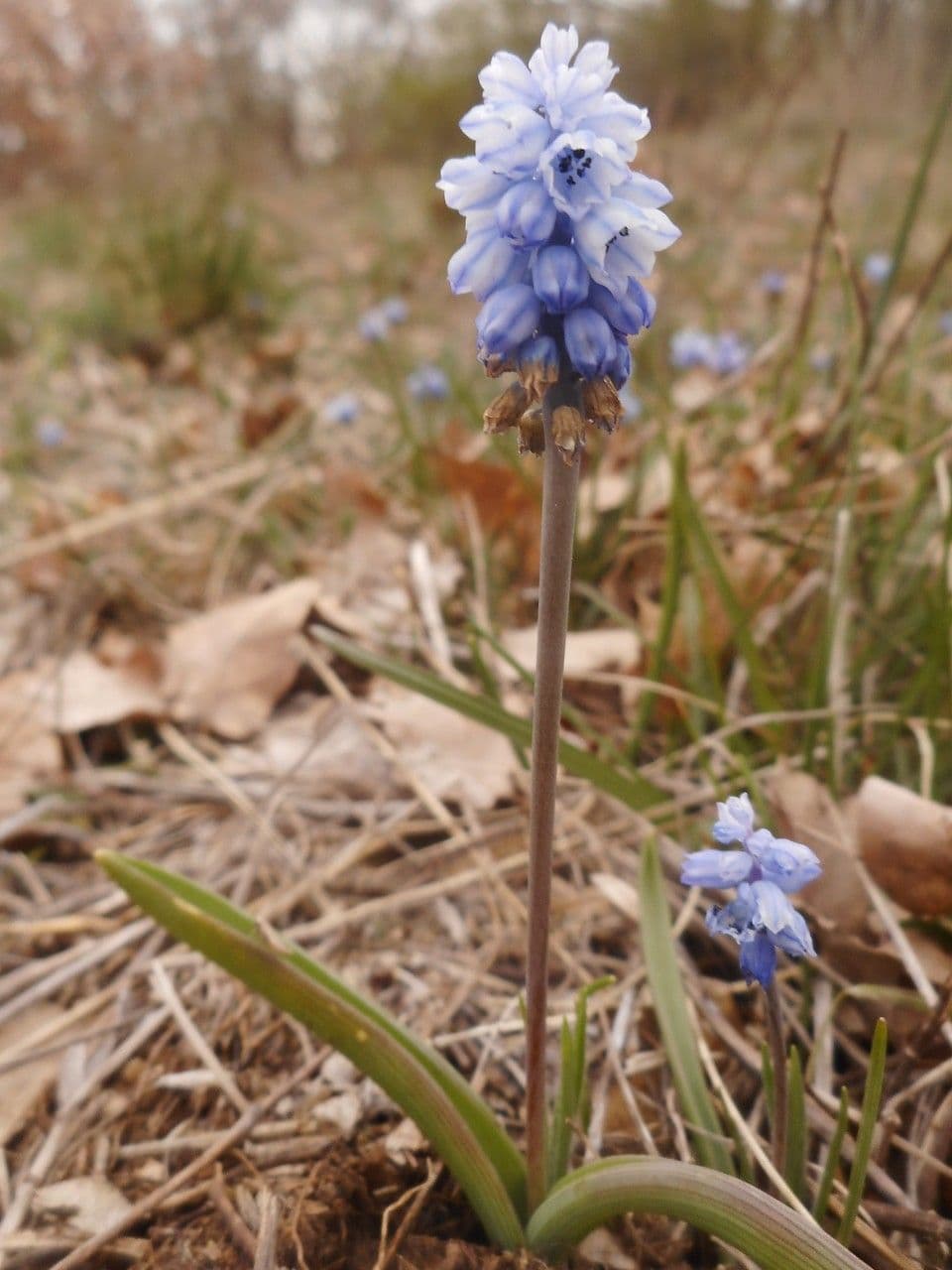 Muscari 3