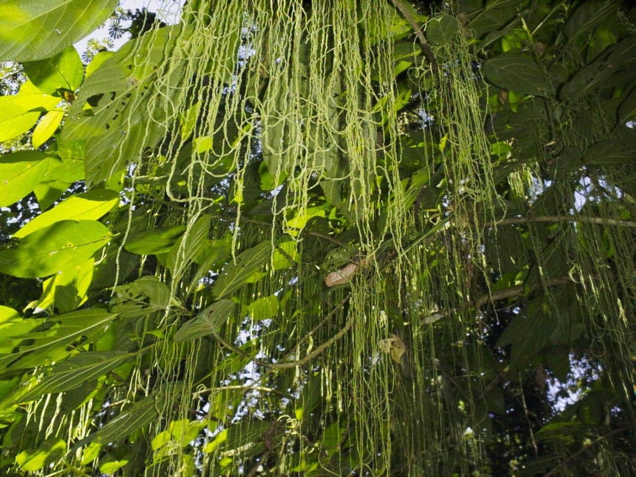 Myriocarpa longipes 5