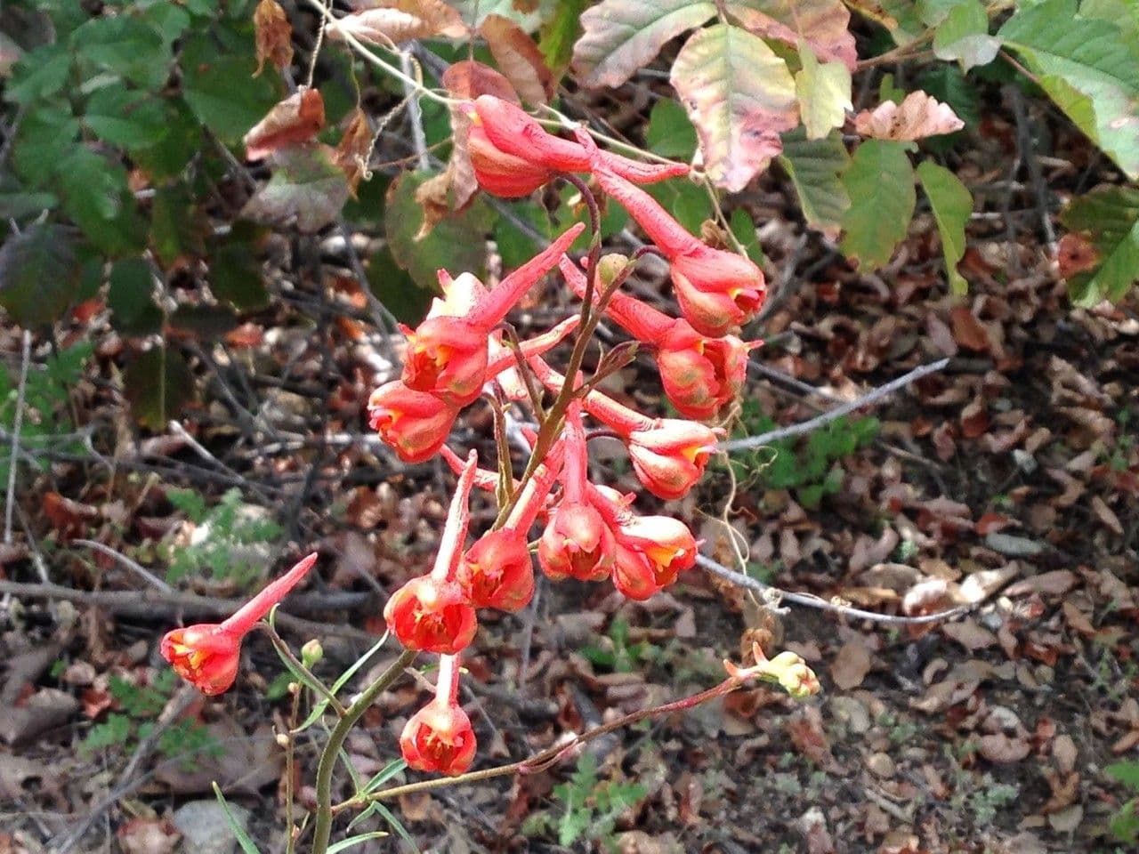 Delphinium cardinale 2