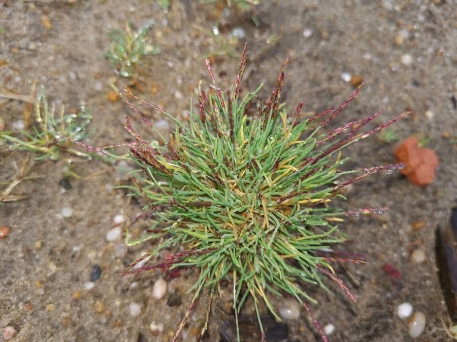 Mibora minima 20