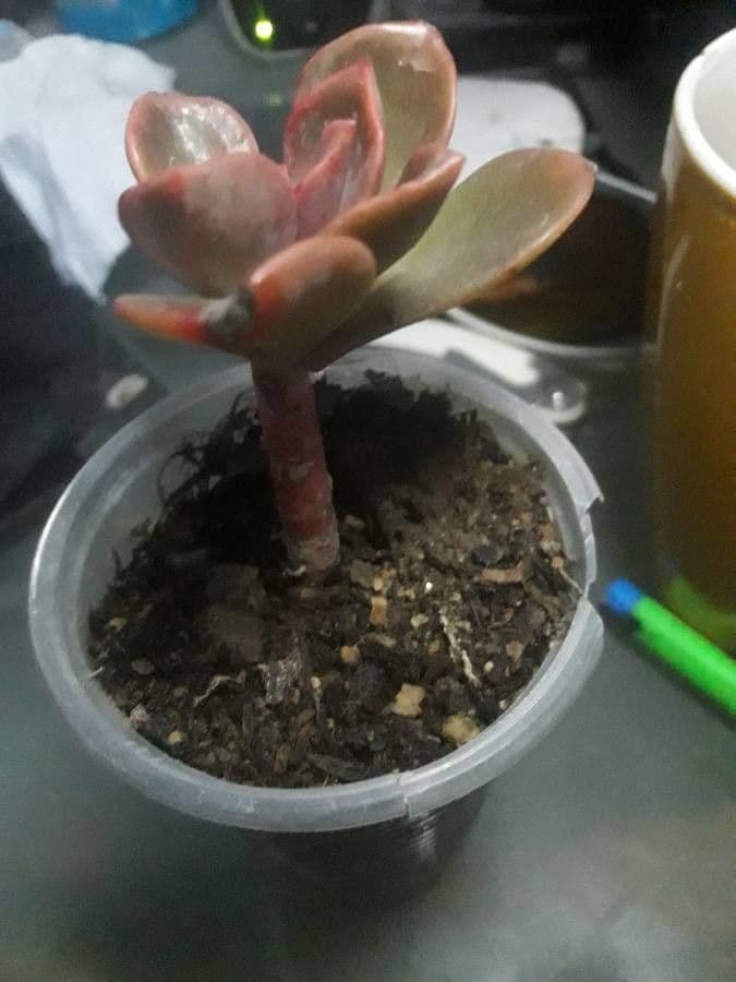 Echeveria 20