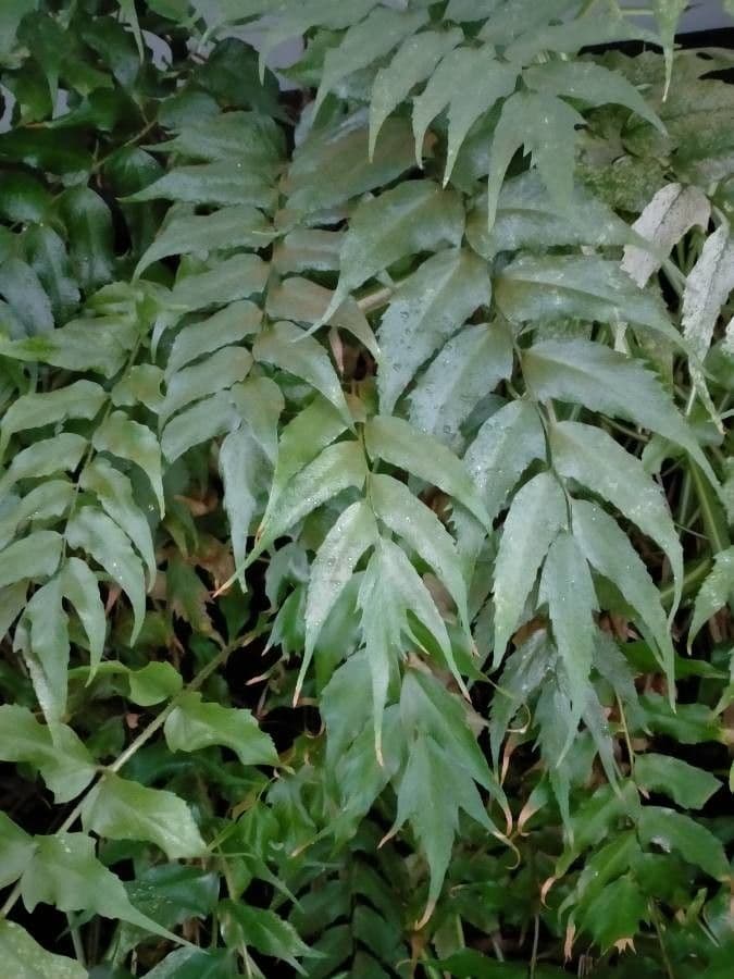 Cyrtomium falcatum 10