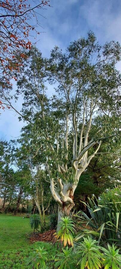 Eucalyptus dalrympleana 9