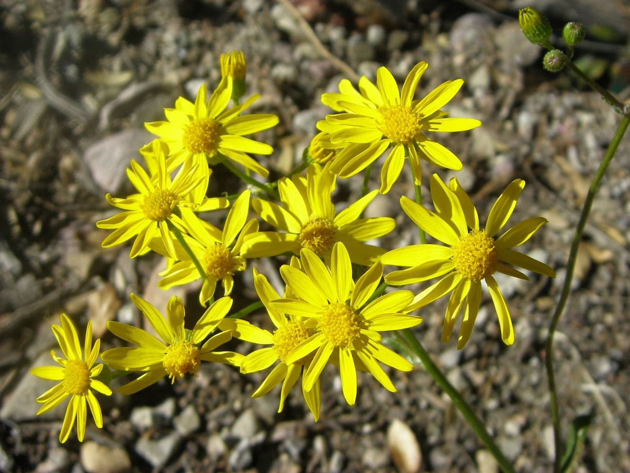 Senecio 2