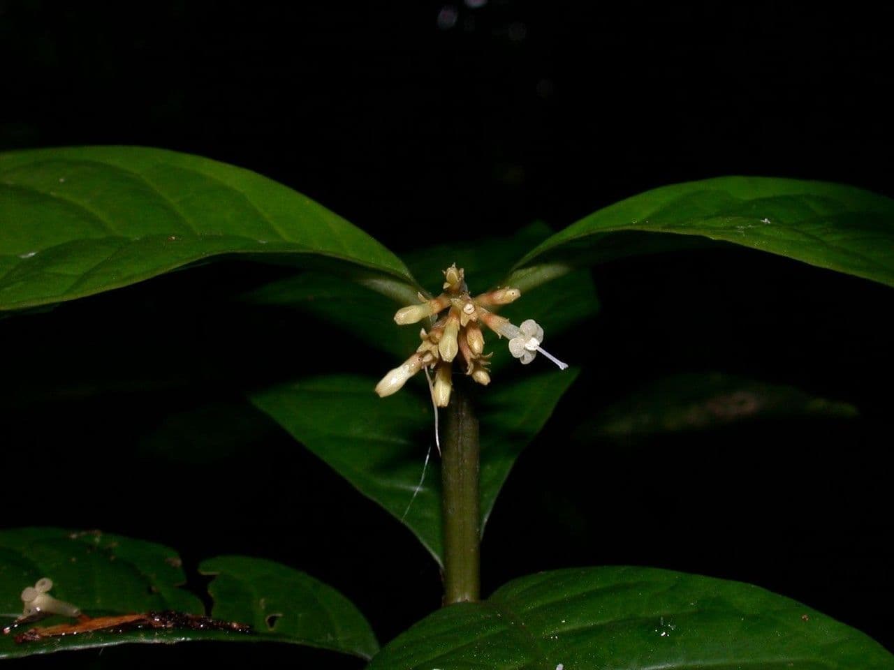 Eumachia 10