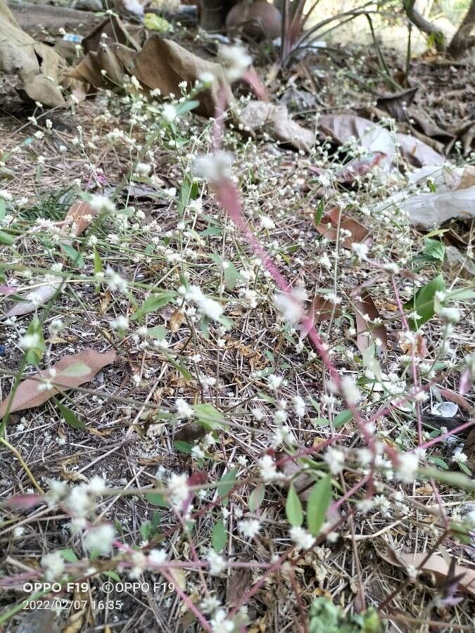 Alternanthera sessilis 14