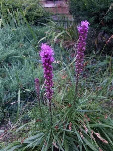 Liatris espigada 6