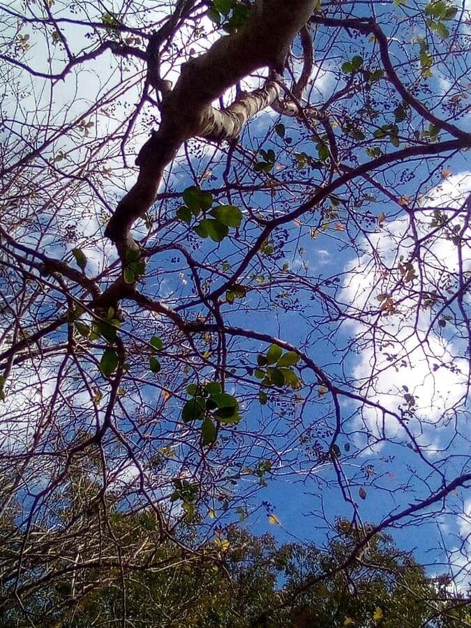 Guaiaco 17