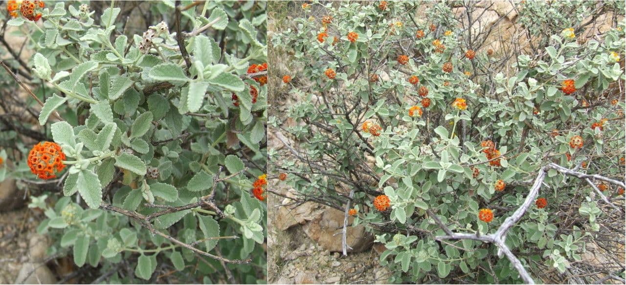 Buddleja marrubiifolia 5