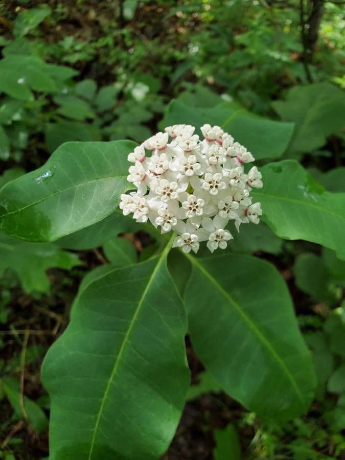 Asclepias variegata 4