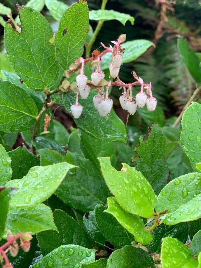 Hohe Scheinbeere 9