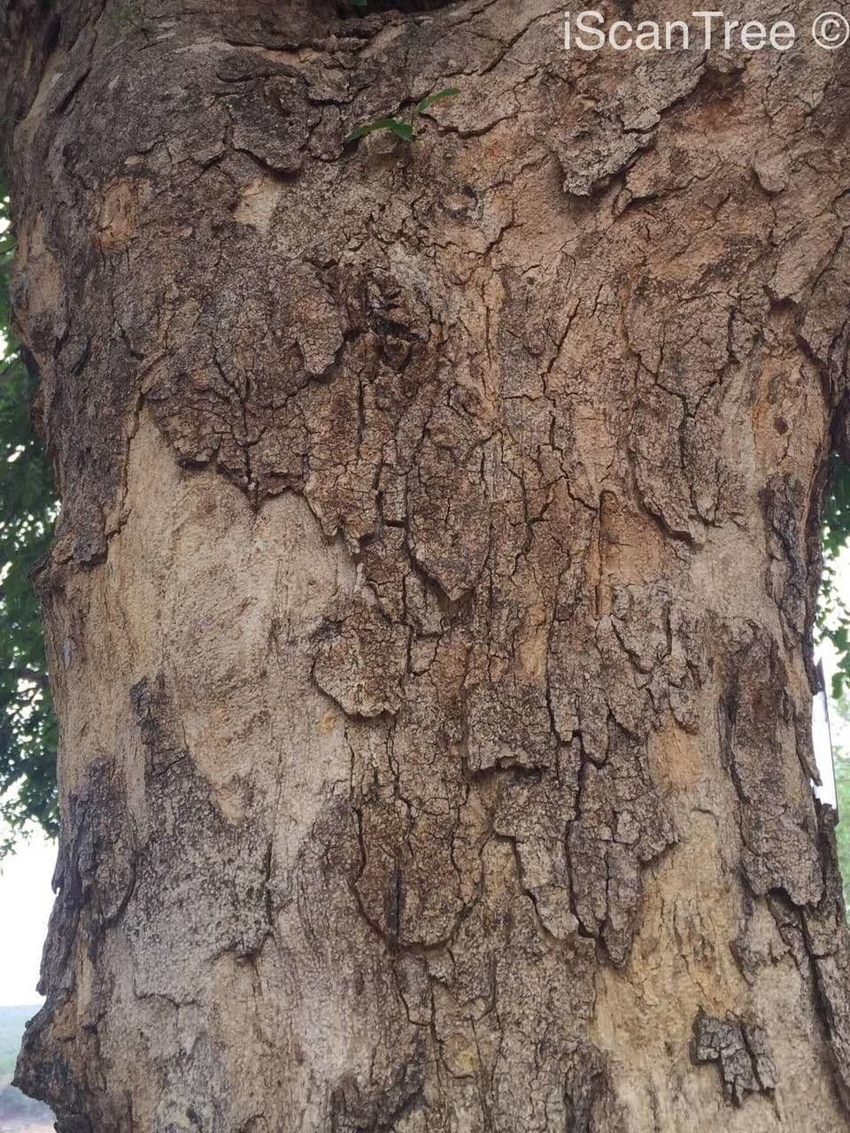 Xanthocercis 13