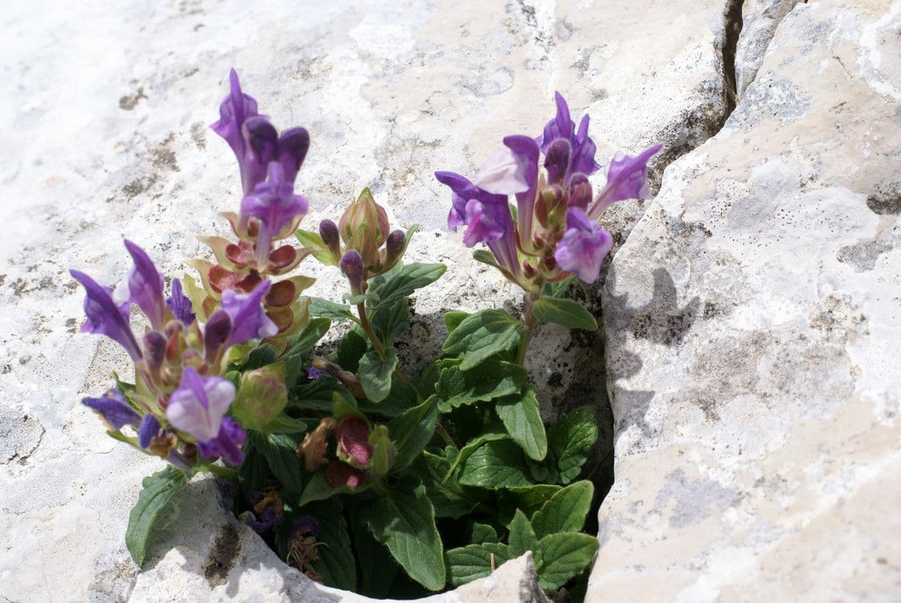 Tarczyca alpejska 9