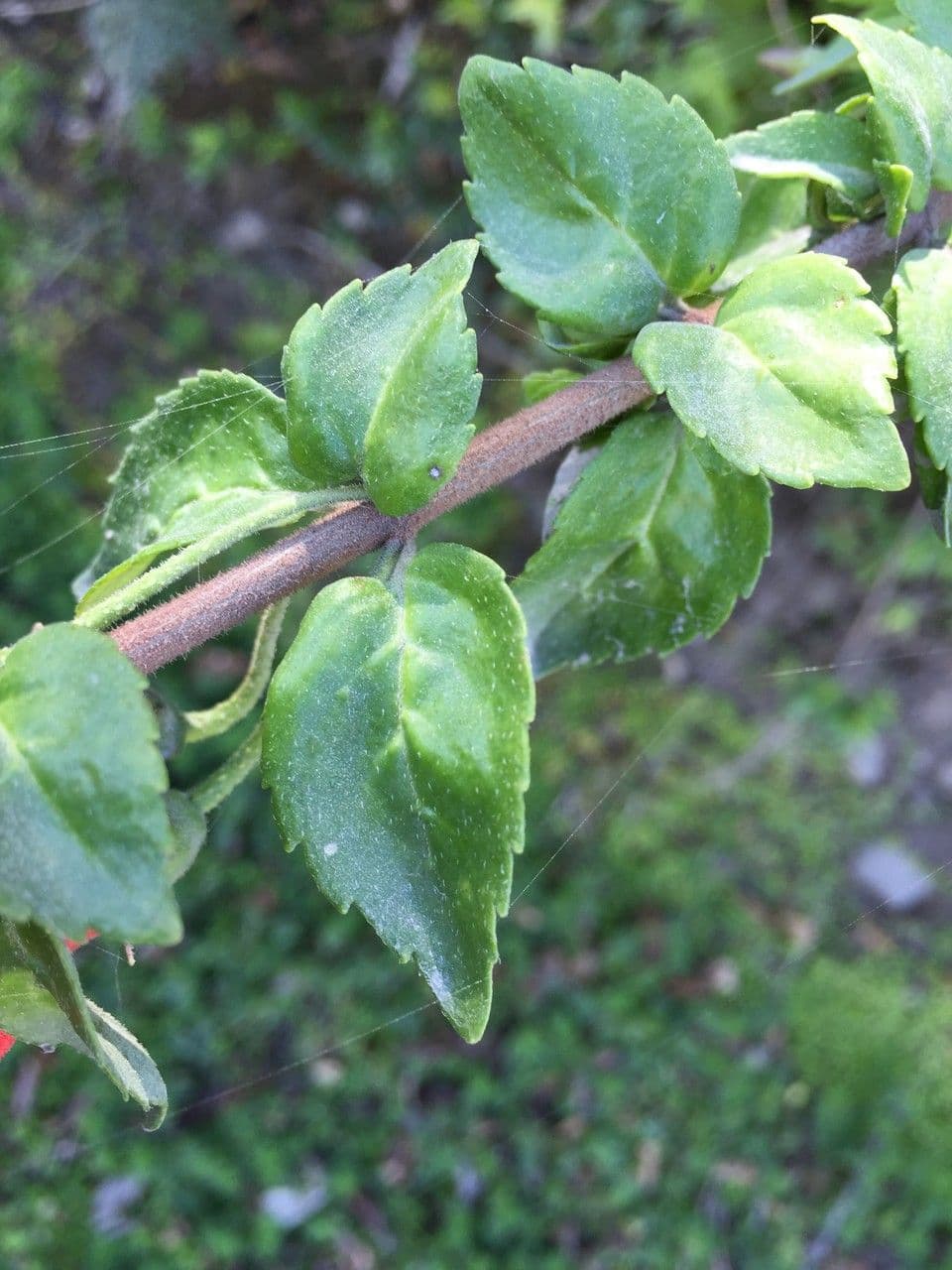 Mitraria 22