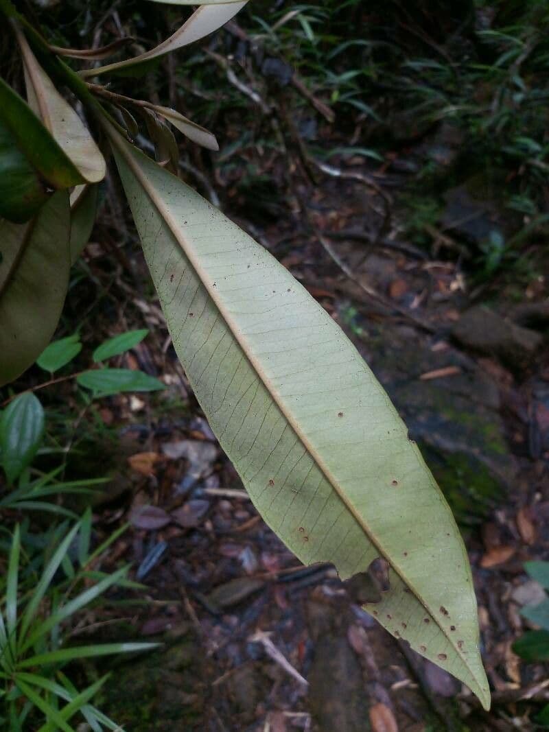 Tristaniopsis 3