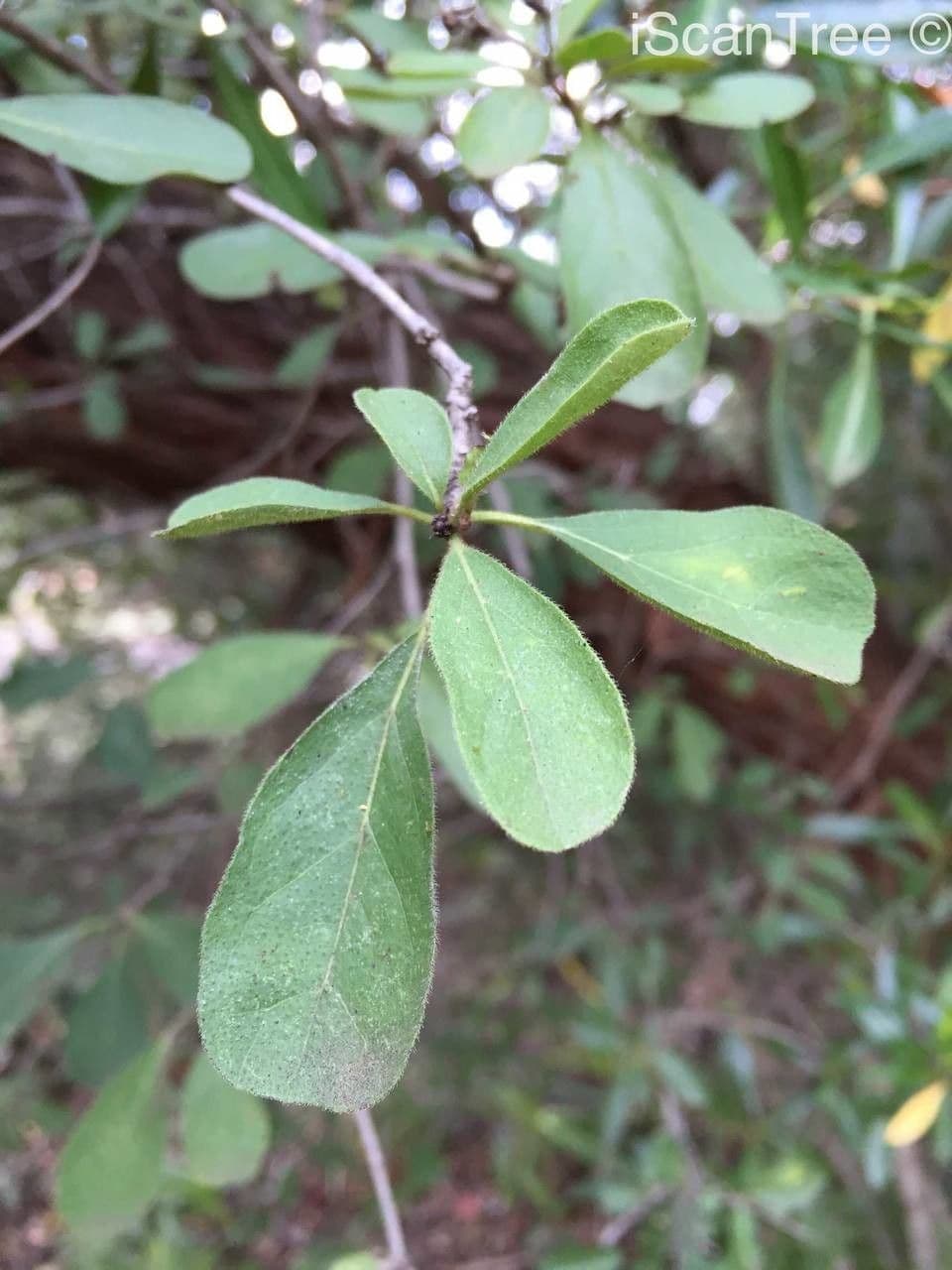 Ehretia 16