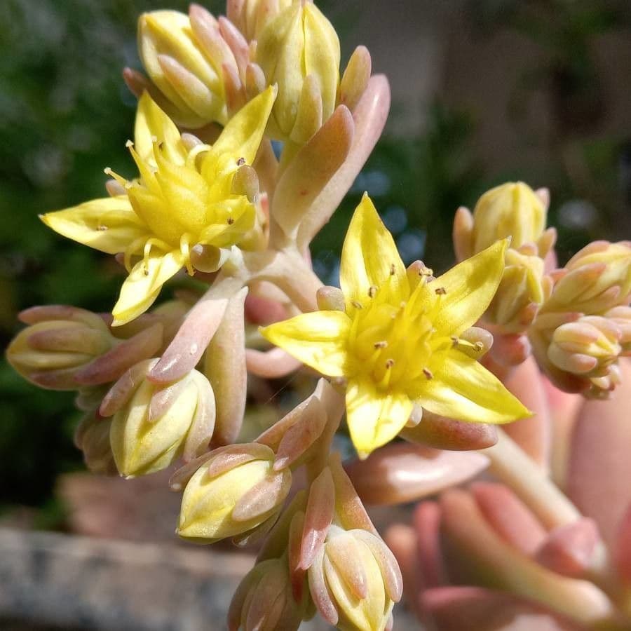 Borracina ottusa 19