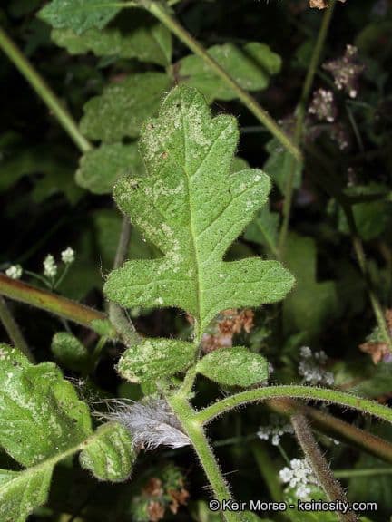 Fagelia ramosa 14